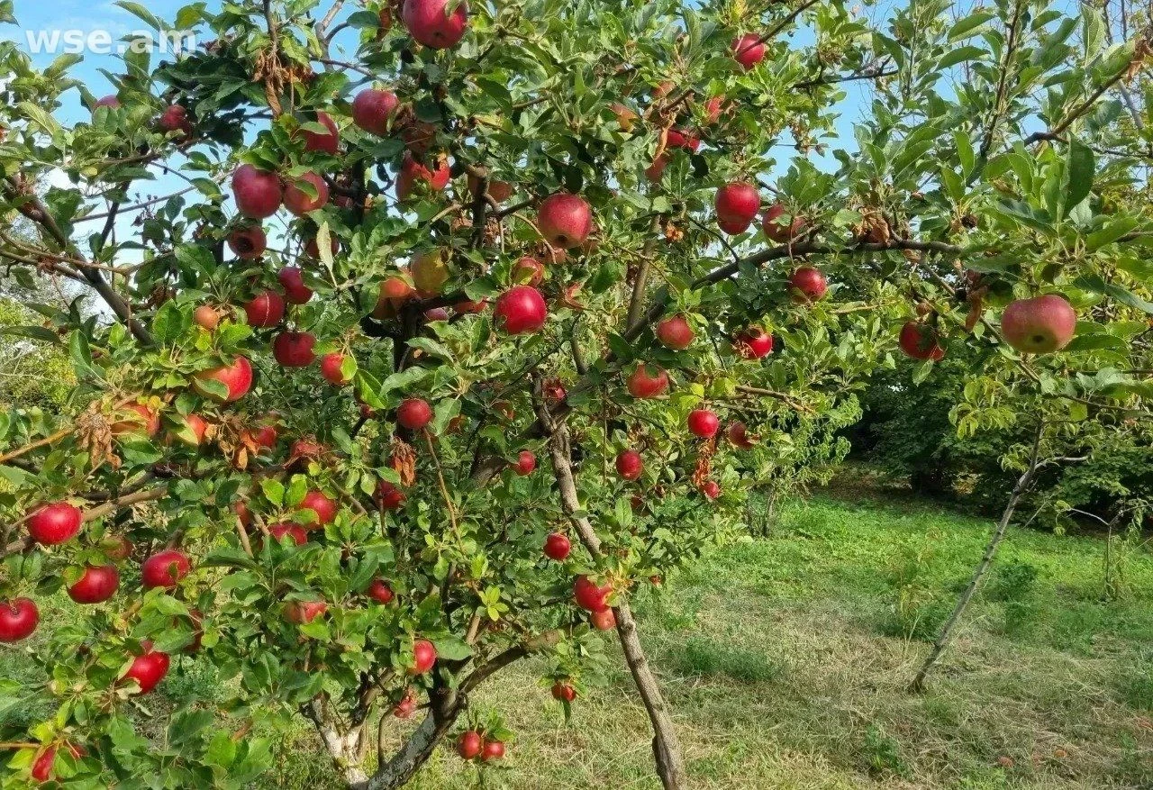 Участок сельхоз, 70 соток, Аштарак, Арагацотнская область
